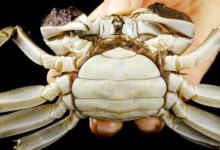 暂时不吃螃蟹怎么保存 买来的活螃蟹暂时不吃怎么保存