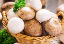 蘑菇暂时不吃怎么保存 蘑菇保存方法有哪些