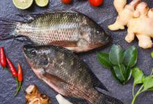 活鱼暂时不吃怎么保存的 买的活鱼暂时不吃如何保存