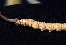 虫草暂时不吃怎么保存好 鲜虫草怎么食用和保存