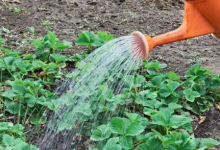 2023清明前浇蒜好还是清明后浇好