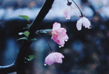 2023清明前下雨好还是清明后下雨好