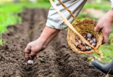 2023清明种蒜晚不晚