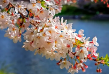 2023年南京清明节还有樱花吗