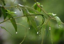 2023年南京有梅雨季节吗