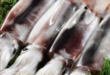 如何挑选优质墨鱼 如何挑选新鲜优质的墨鱼