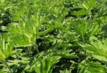 艾草什么时候播种 艾草哪个时候播种