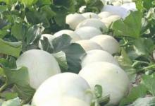 兰州白兰瓜几月份成熟 兰州白兰瓜什么月份成熟上市呢