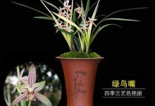 绿鸟嘴易腐苗吗