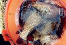 钓鲫鱼选p04还是a58