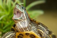 甲鱼几斤合适吃 甲鱼一般买几斤