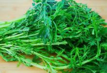 茼蒿生吃可以吗 茼蒿能直接生吃吗