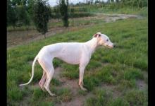 灵缇犬弓背好还是不是弓背好