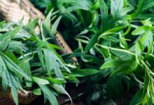 艾草什么季节采收最好 艾叶什么时候采摘药效最好