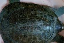 甲鱼怎么保鲜存放 甲鱼如何保存新鲜