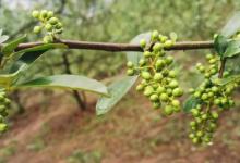 青花椒怎么保鲜存放好 青花椒如何保存不变色