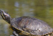 什么样的甲鱼才是好甲鱼 哪种甲鱼才是好甲鱼