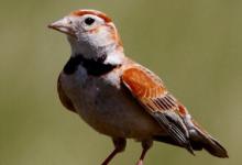 养百灵鸟要注意什么 养百灵鸟的注意事项有哪些