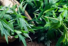 艾草怎么吃好吃 艾草的吃法介绍