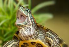 如何识别龟鳖 龟和鳖如何识别