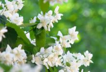 茉莉一年开几次花 茉莉一年开几回花呢