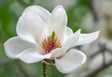 白玉兰一年开几次花 白玉兰每年的花期介绍