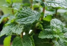 薄荷需要几天发芽出土了 薄荷需要多少天发芽出土了