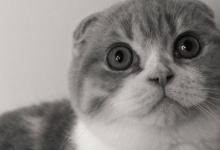 猫养在卧室可以吗 猫养在卧室可不可以