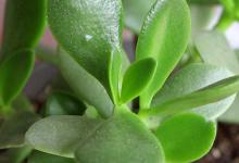 玉树养在卧室可以吗 玉树可以养在卧室吗