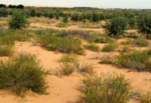 ​如何在荒漠有效治沙？