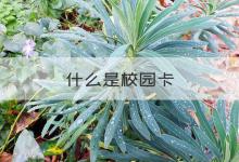 大学校园卡是什么