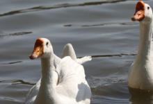 如何识别健康活鹅 识别健康活鹅的方法