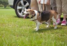 养狗需要注意什么