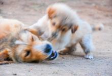 狗狗咬尾巴是什么原因