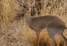 dik有什么特殊含义