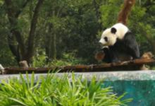 ​大熊猫怎么也会这么八卦呢？