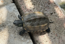 养草龟真恶心有什么说法