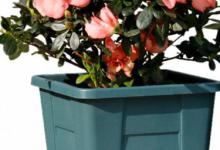 方型花盆适合种什么花 方型花盆适合种哪些花