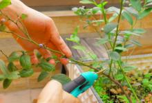 蓝梅树什么时候修剪好 蓝梅树啥时候修剪好