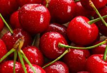 樱桃适合什么地方种 樱桃适合哪些地方种植