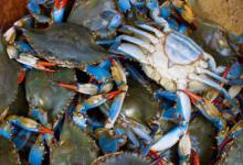 大厨海蟹蒸多长时间最好吃 蒸海蟹的时间