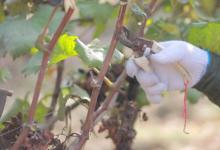 葡萄冬天什么时候修剪好 葡萄冬天啥时候修剪好