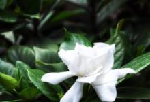 北方庭院适合种什么花 北方庭院适合种植哪些花卉