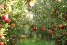 苏州适合种什么果树 苏州适合种哪些果树