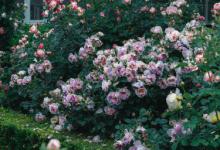 福建适合种什么花 福建适合种哪些花