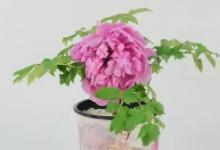 盆景牡丹什么时候修剪好 盆景牡丹哪个时候修剪好