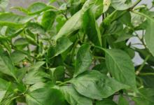 修剪辣椒树什么时候好 修剪辣椒树啥时候好