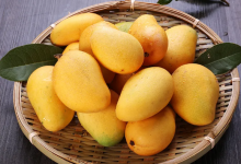 芒果为什么没熟就烂了