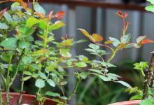 月季盆景什么时候修剪好 月季盆景啥时候修剪好