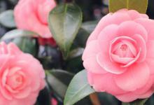 蔷薇适合什么时候种 蔷薇花的种植时间是什么时候